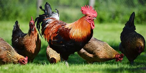 The Do's and Dont's of Gamefowl Nutrition & Feeding .